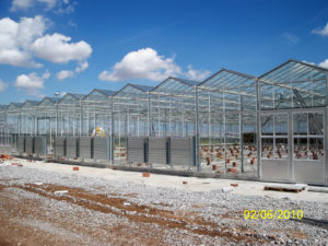 Glass Greenhouse – 2 acres - Larisa