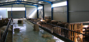 Steel Frame Sheep Farms